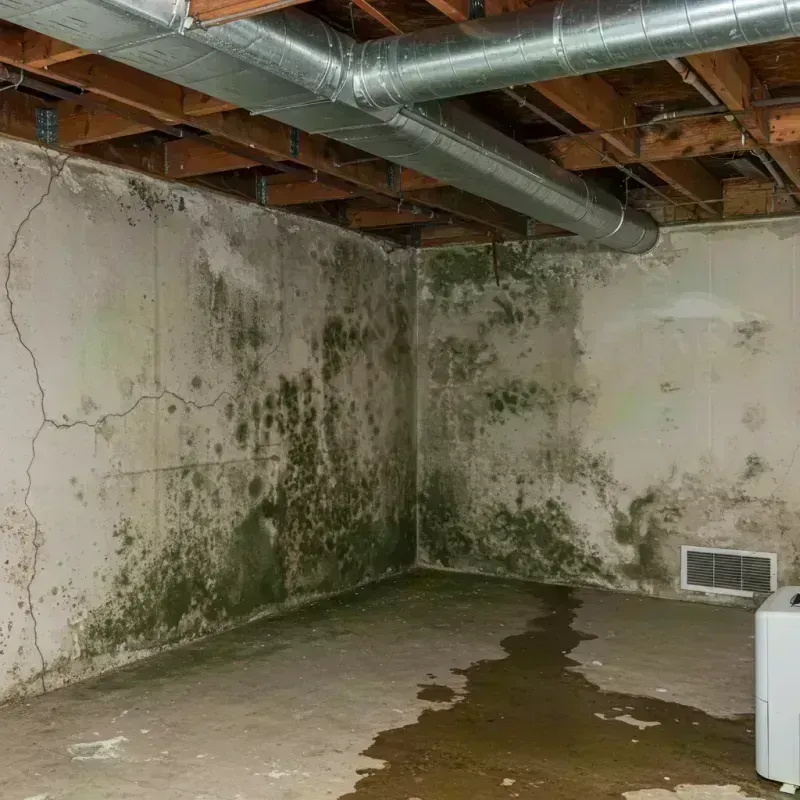 Professional Mold Removal in Mackinaw, IL